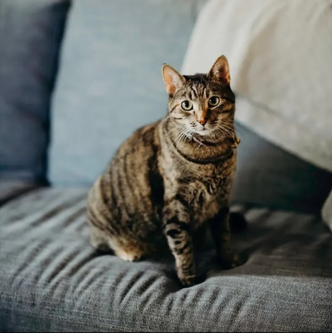 Cat sitting on couch